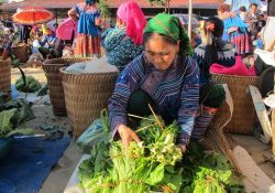 Thúc đẩy bình đẳng giới và hòa nhập xã hội trong nghiên cứu nông nghiệp ở Việt Nam